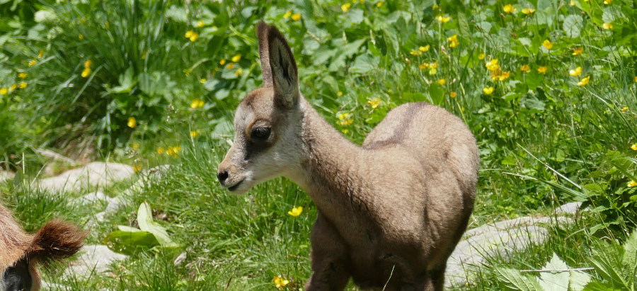Chamois